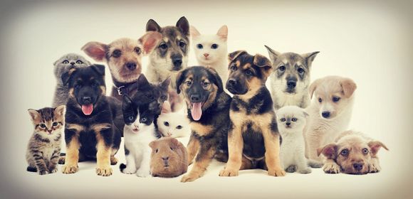 Cuccioli di animali