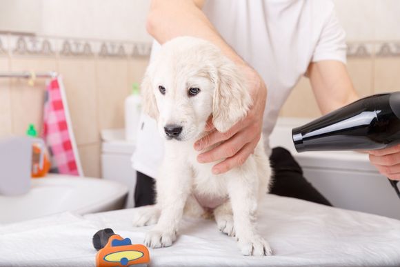 Visita dal veterinario