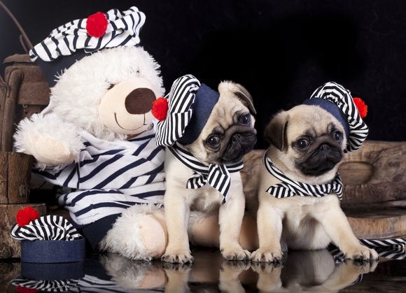 Cuccioli di Carlino