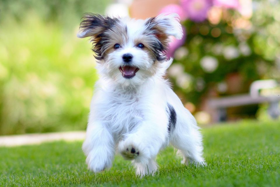 Cucciolo di cane