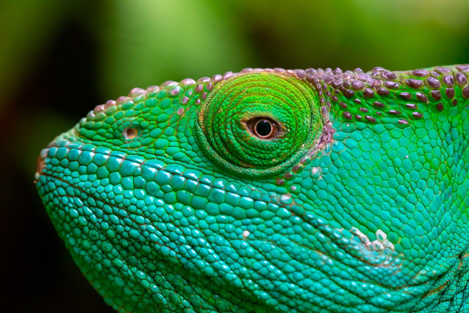 un gros plan de l' œil d' un lézard vert, studiocoméléon