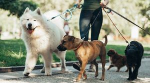dog walking and pet sitting locally