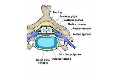 Colonna vertebrale