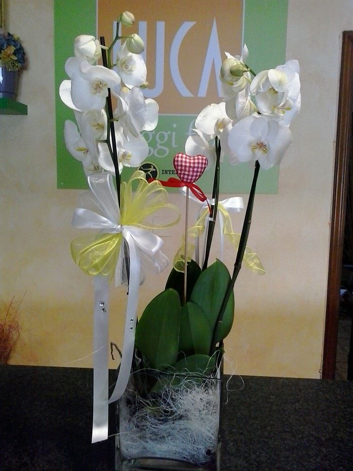 composizione di orchidee