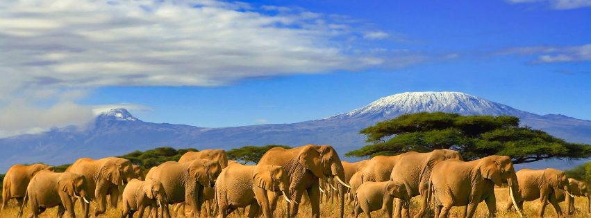 Safari in Tanzania