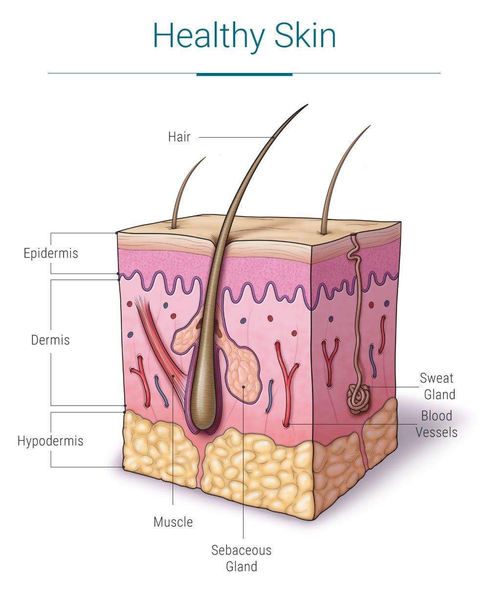 Healthy Skin