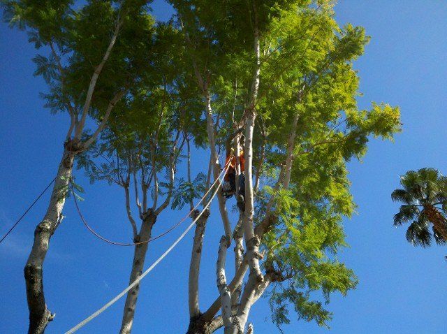 Tree maintenance -  landscape design in Thousand Palms, CA
