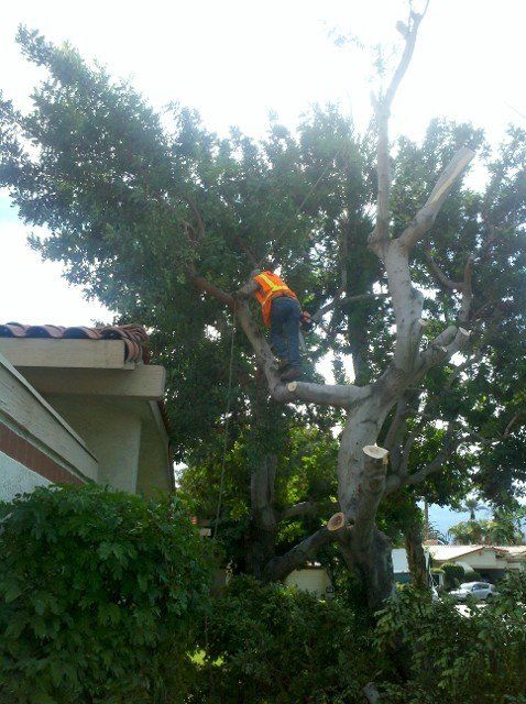 Residential Landscaping -  landscape design in Thousand Palms, CA