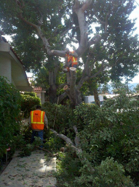 Tree Cutting -  landscape design in Thousand Palms, CA