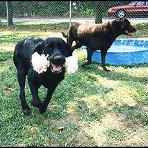 Dogs Playing
