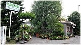 Piante in vendita