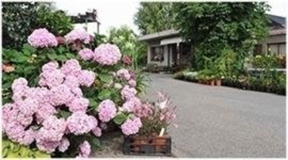 fiori rosa