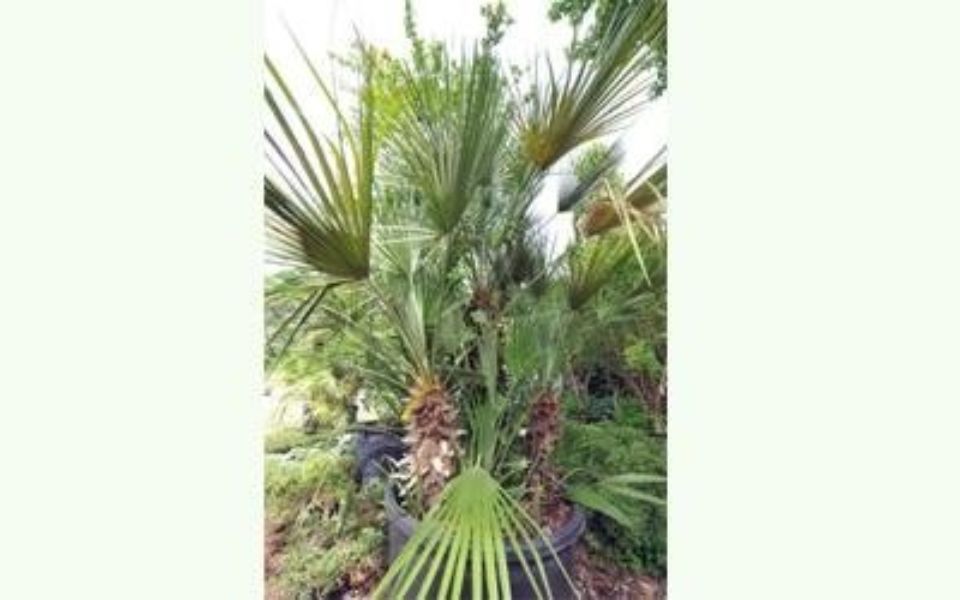 pianta tropicale