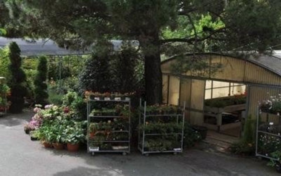 piante e fiori in esposizione in vivaio