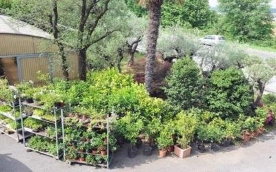 esposizione di piante