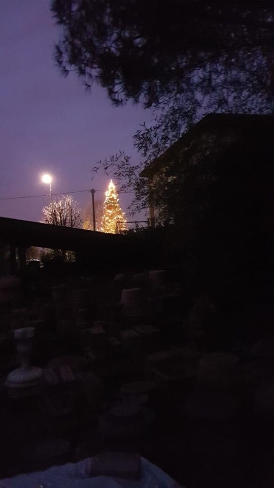 alberi in vendita
