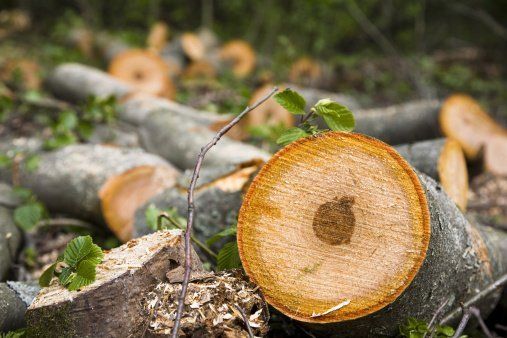 Exposed Tree Trunk - Carney Tree Service, LLC - Wyckoff, NJ Exposed Tree Trunk - Carney Tree Service, LLC - Wyckoff, NJ