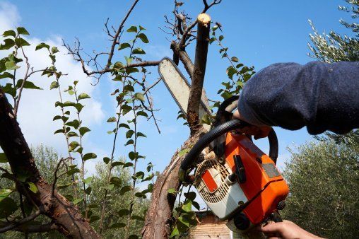 Man Trimming Tree - Carney Tree Service, LLC - Wyckoff, NJ Man Trimming Tree - Carney Tree Service, LLC - Wyckoff, NJ