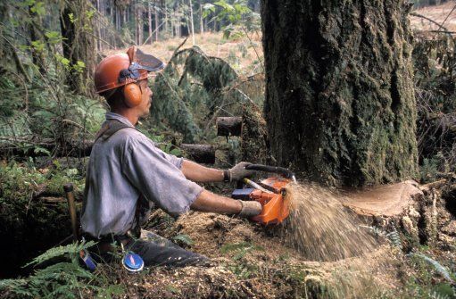 Man Trimming Tree - Carney Tree Service, LLC - Wyckoff, NJ Man Trimming Tree - Carney Tree Service, LLC - Wyckoff, NJ