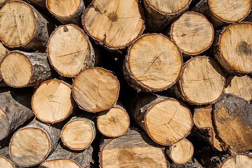 Stacked Logs - Carney Tree Service, LLC - Wyckoff, NJ Stacked Logs - Carney Tree Service, LLC - Wyckoff, NJ