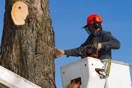Man Trimming Tree - Carney Tree Service, LLC - Wyckoff, NJ Man Trimming Tree - Carney Tree Service, LLC - Wyckoff, NJ