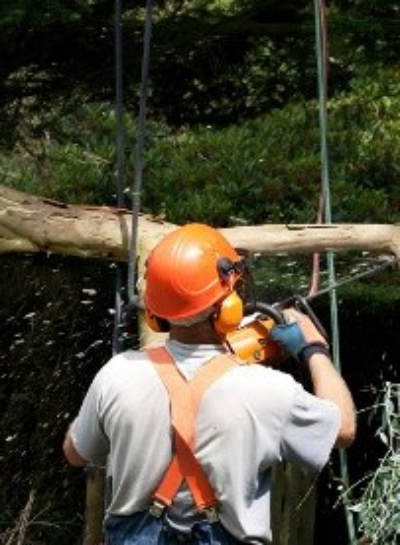 Man Trimming Tree - Carney Tree Service, LLC - Wyckoff, NJ