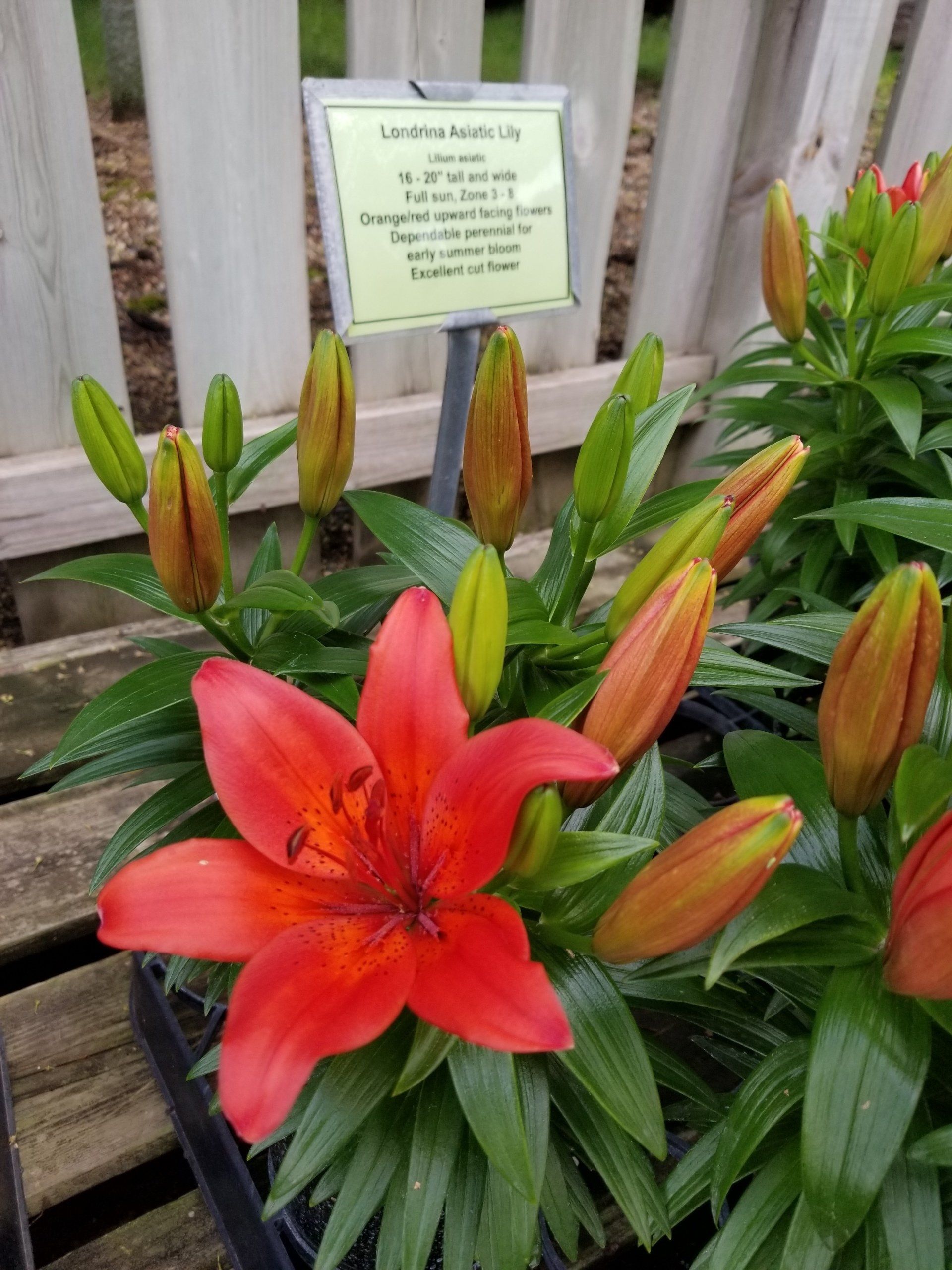 red flower