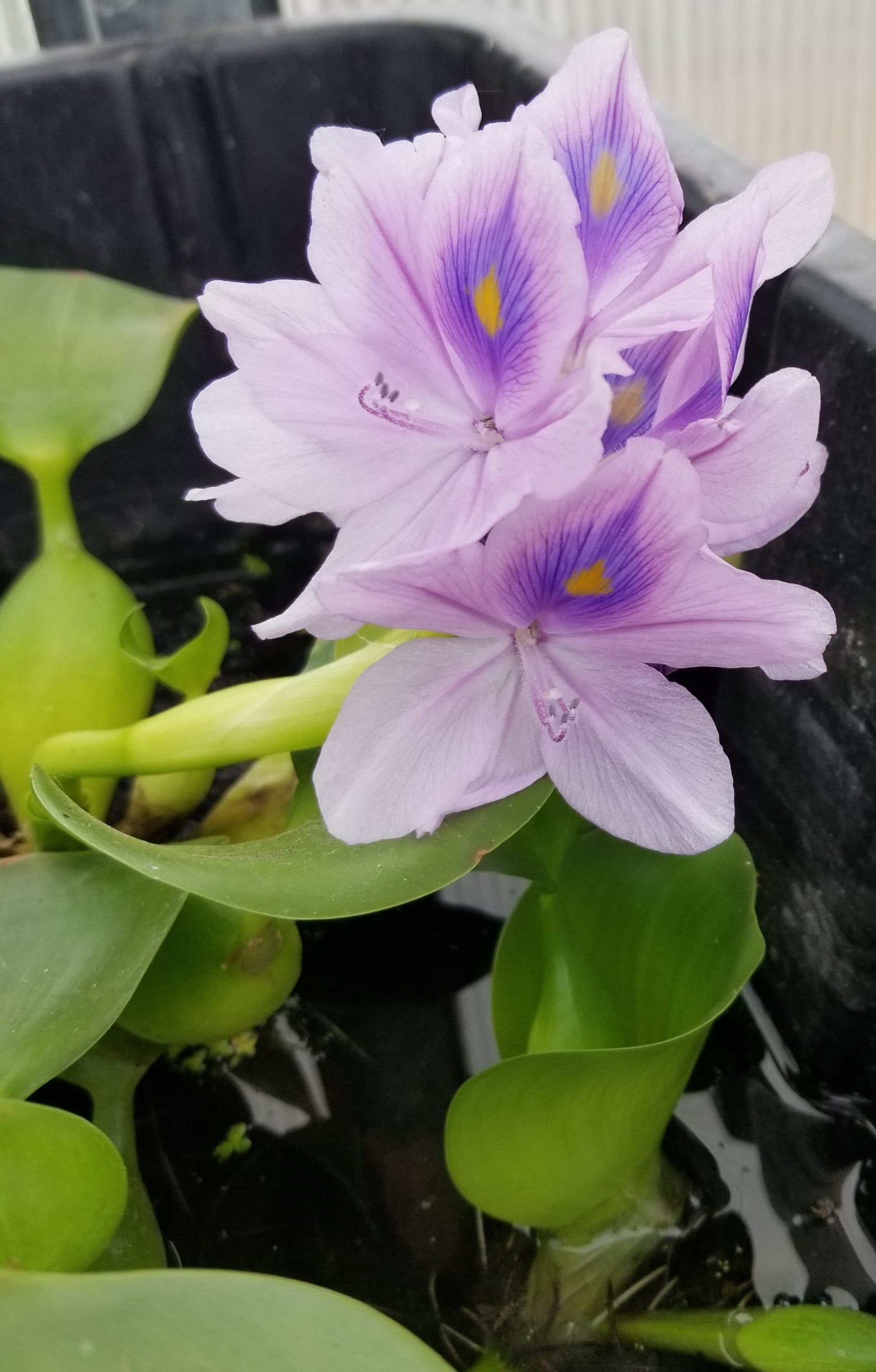purple flower
