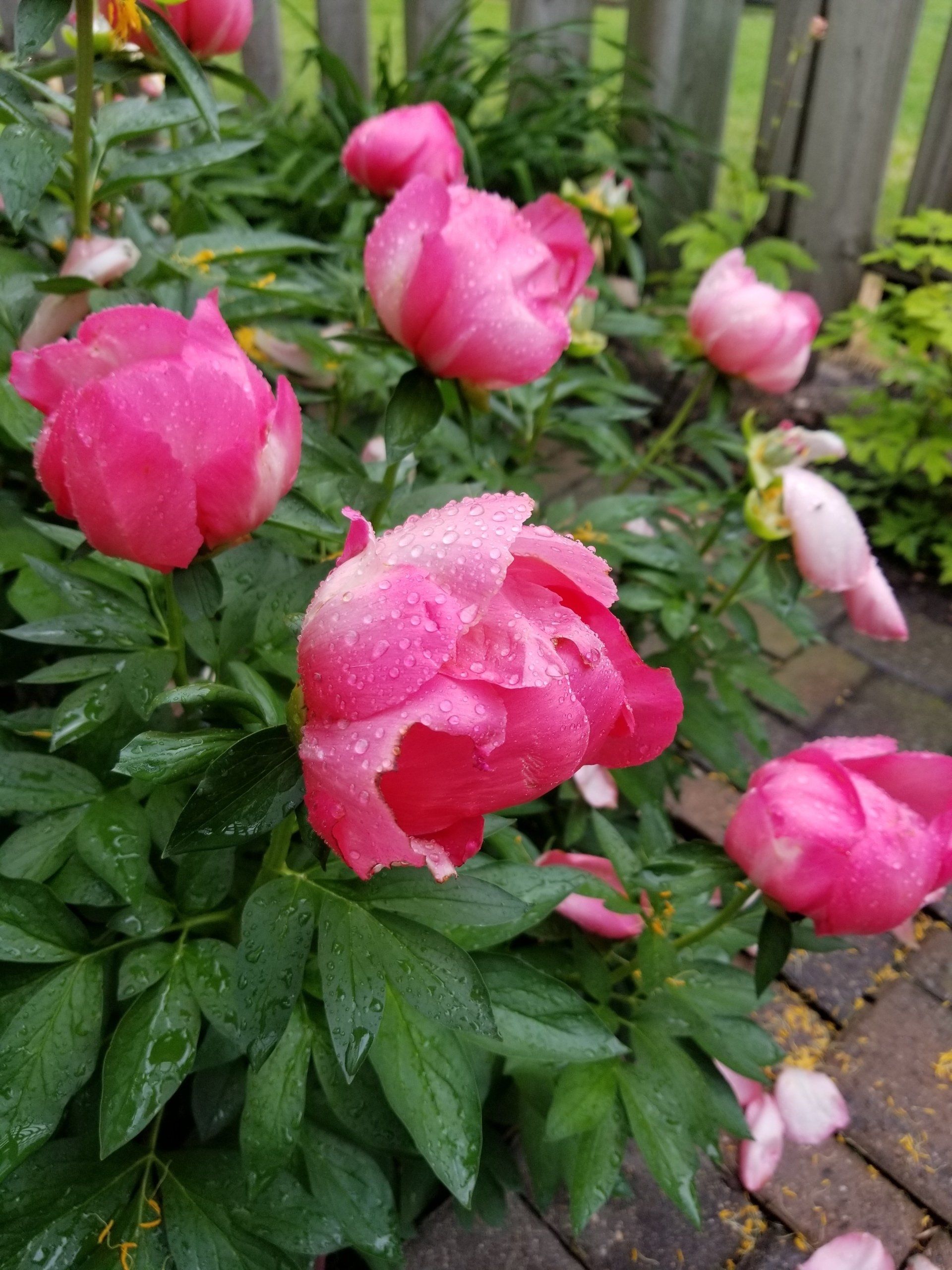pink flower