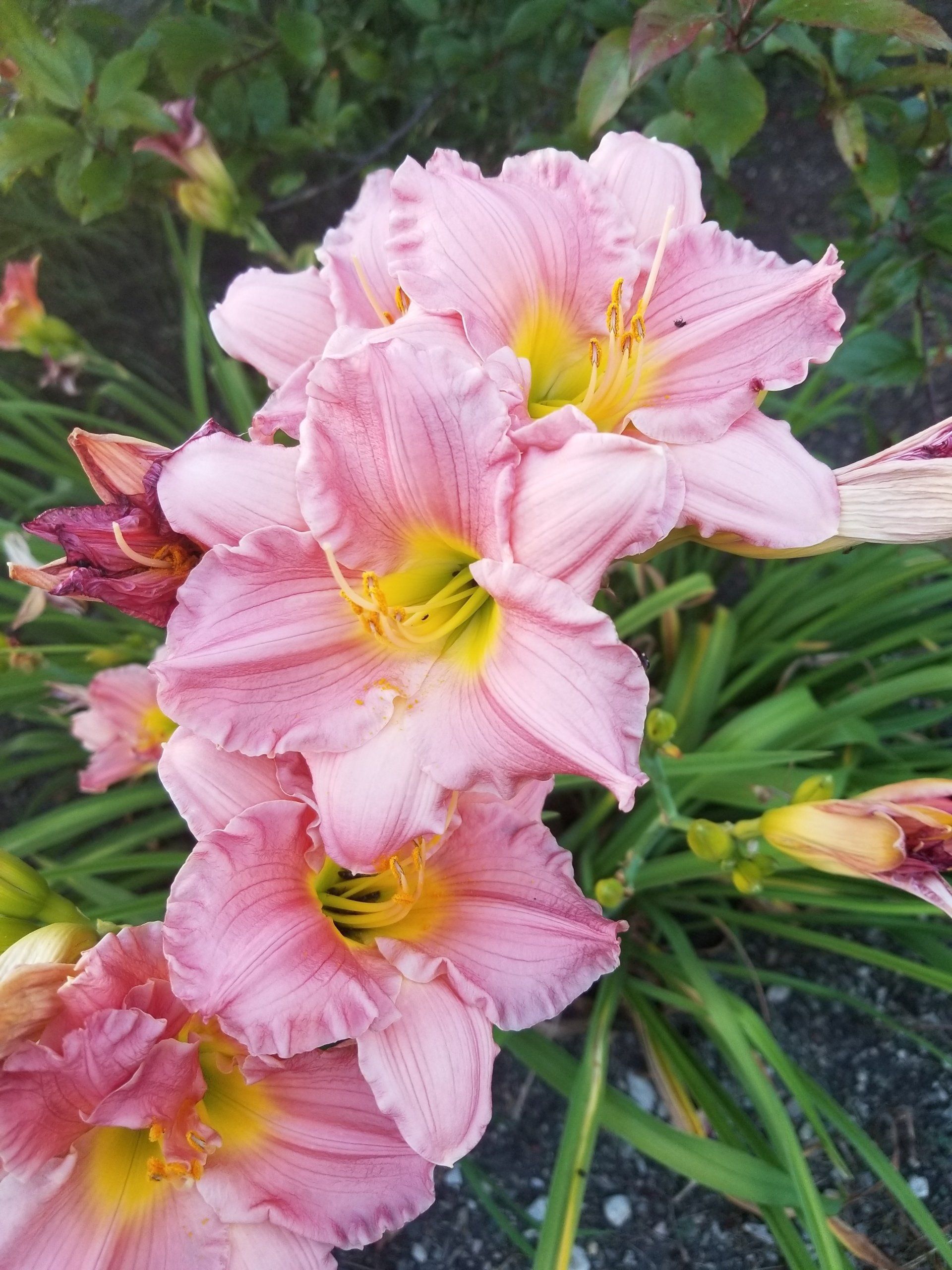 pink annual