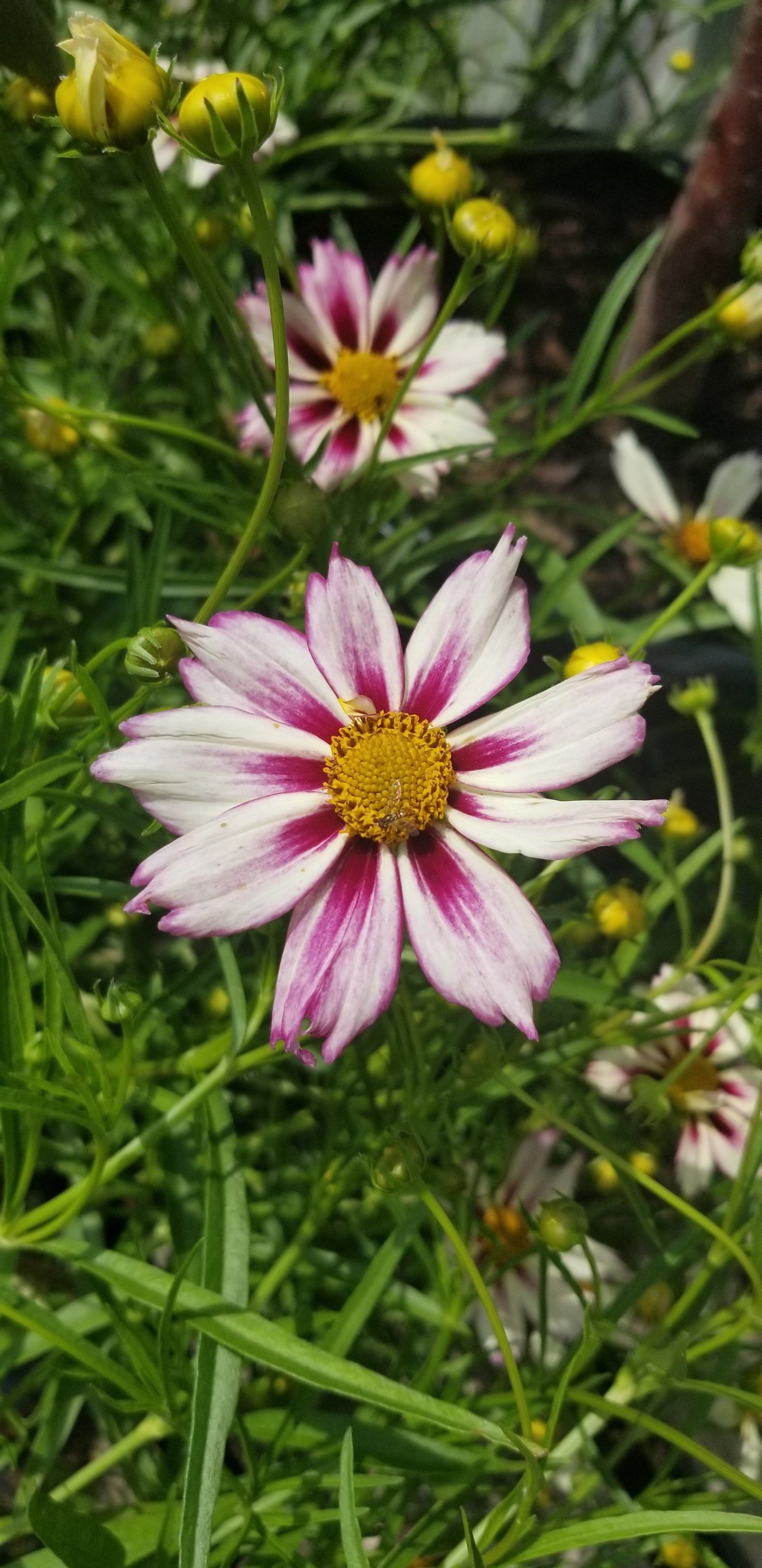 pink flower