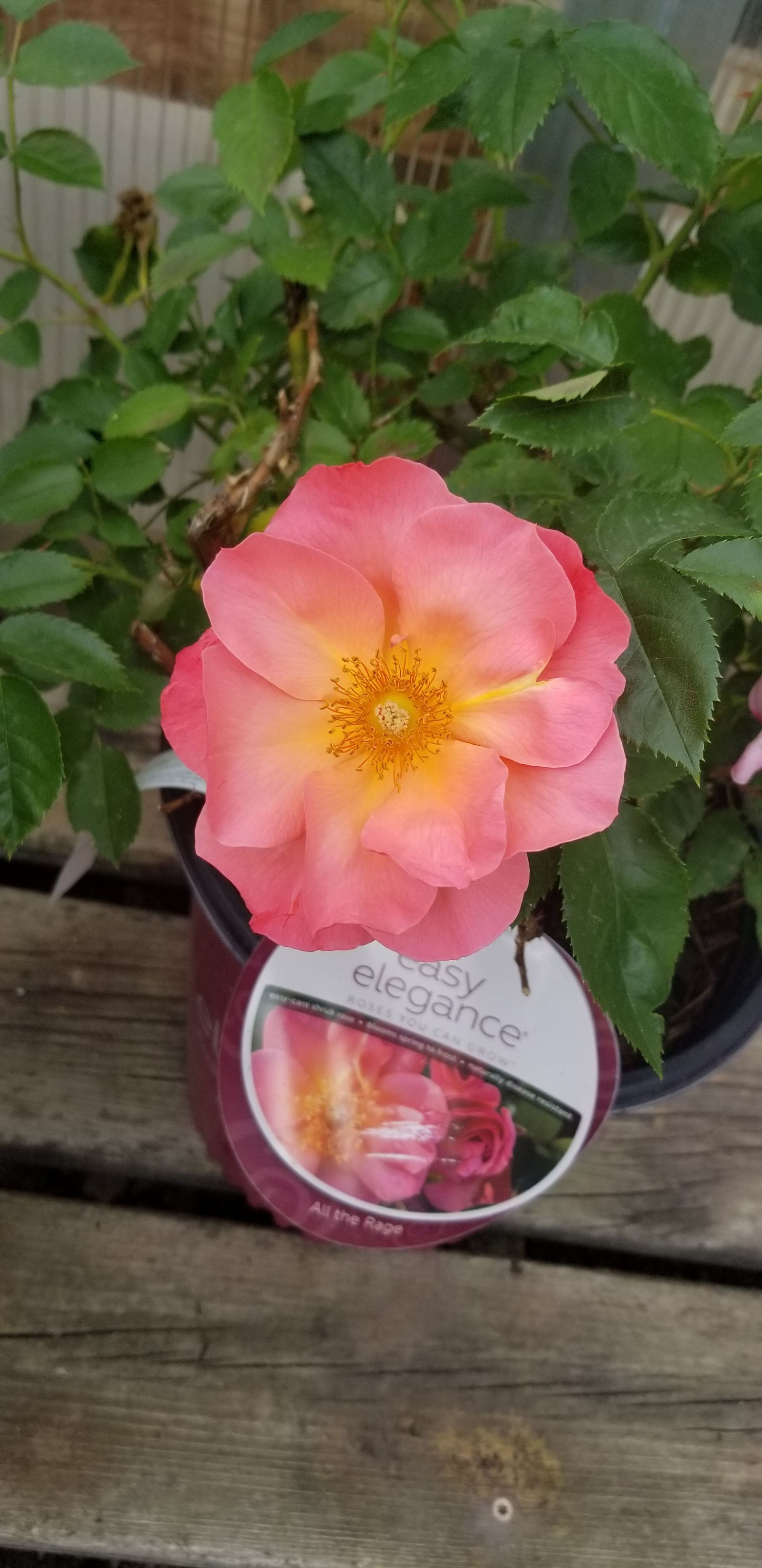 pink and yellow flower