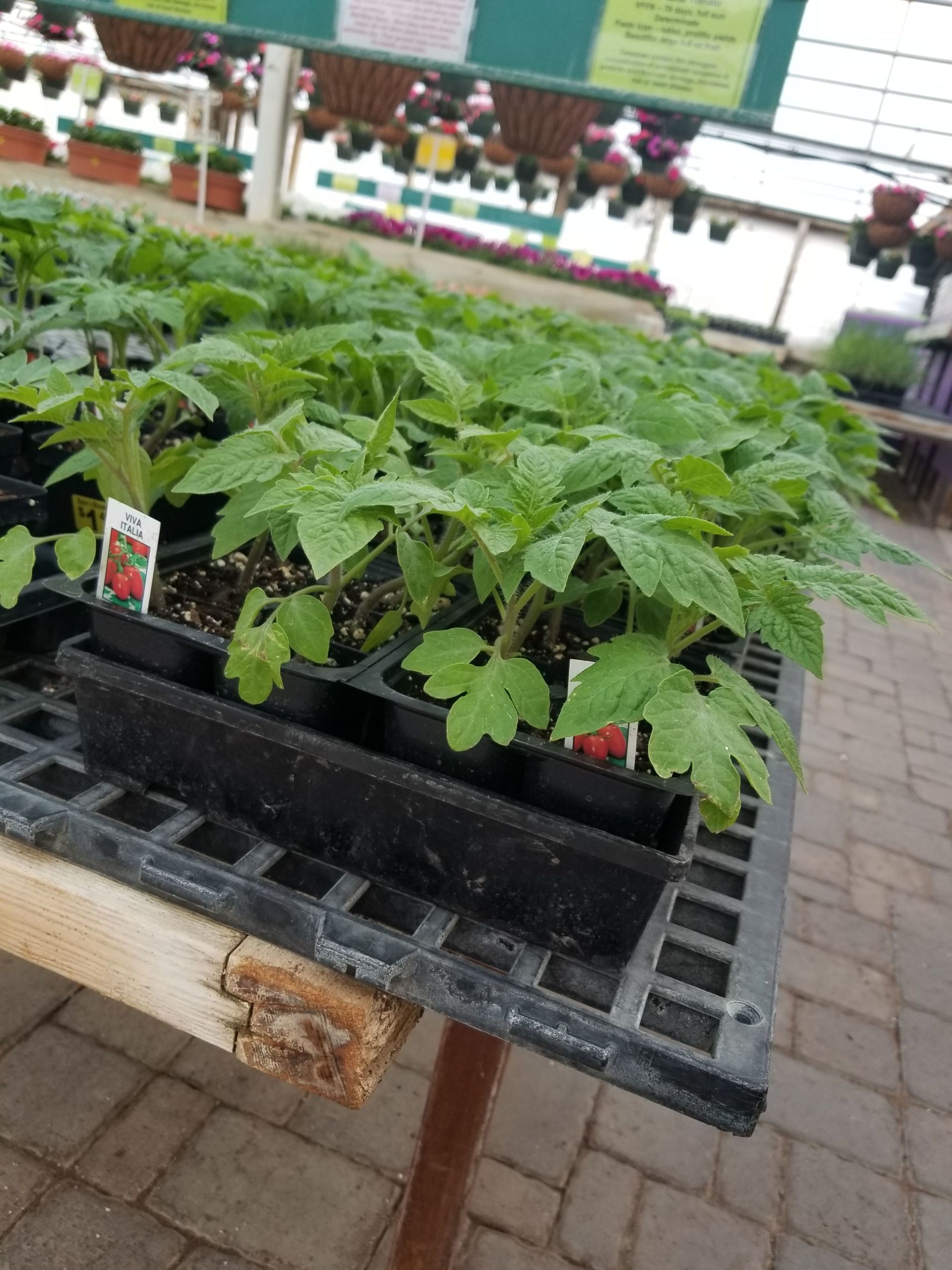 vegetable plant