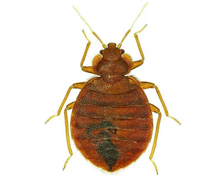 Bed Bug Control