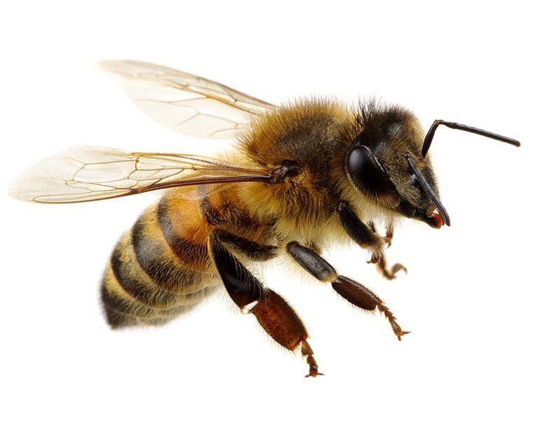 Bee Control