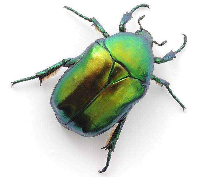 Beetle Control