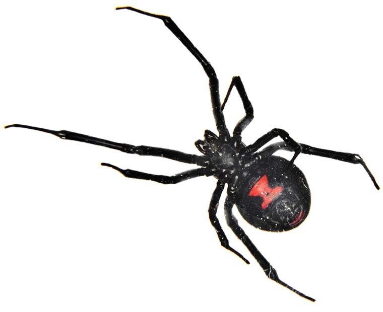 Black Widow Control