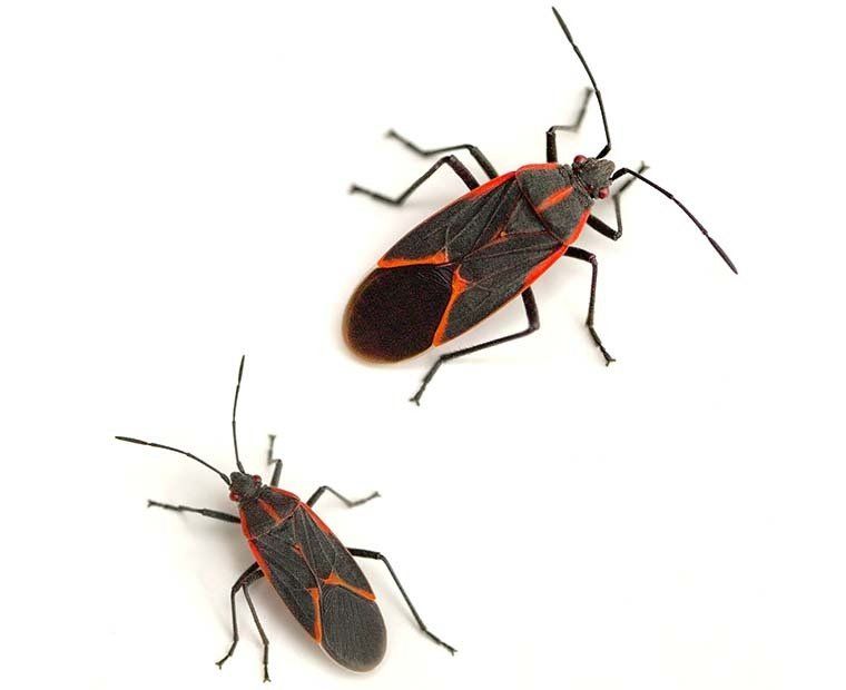 boxelder bug control