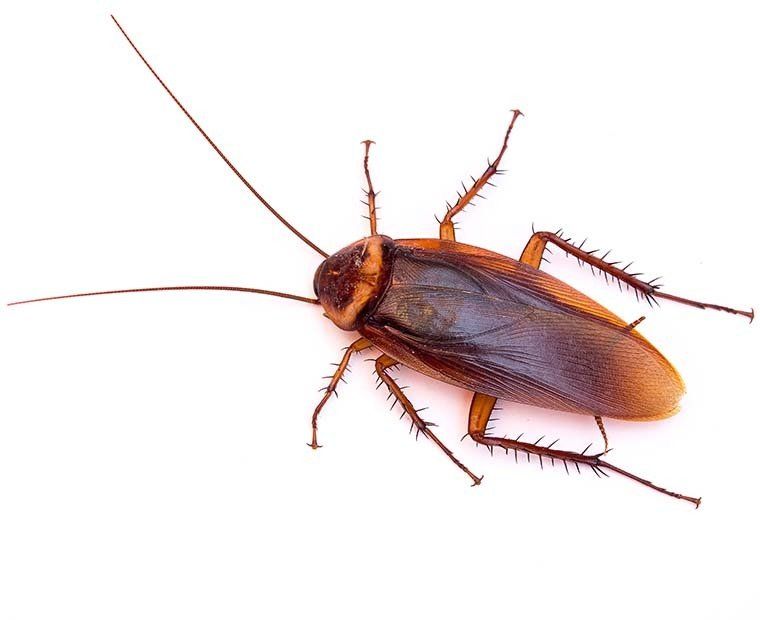 Cockroach Control