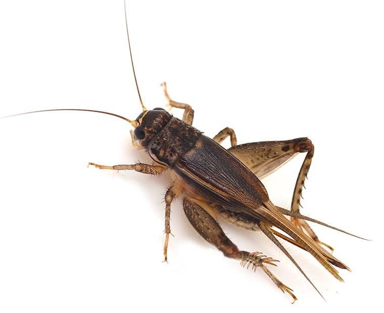 Cricket Control