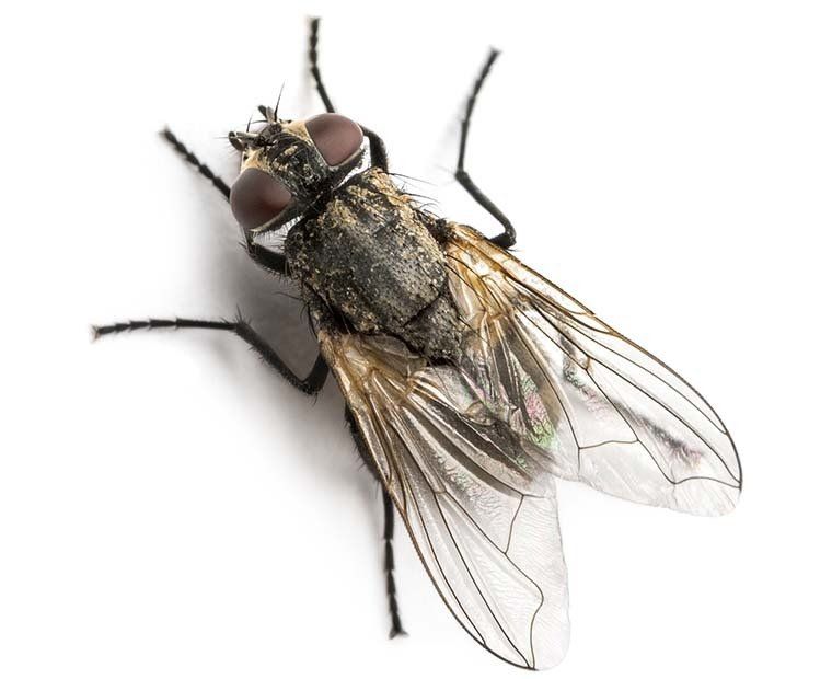 Fly Control