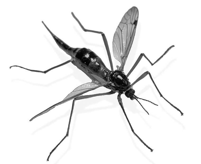 Gnat Control