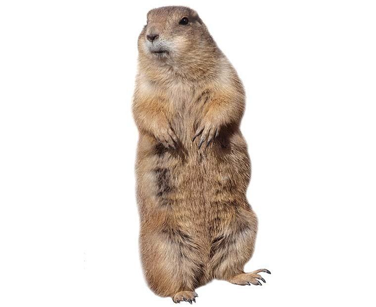 Gopher Control
