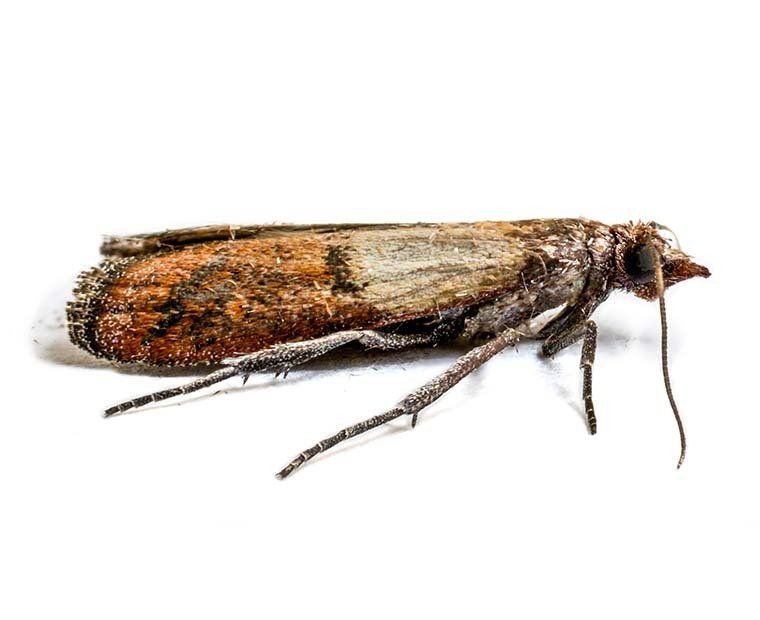 Moth Control