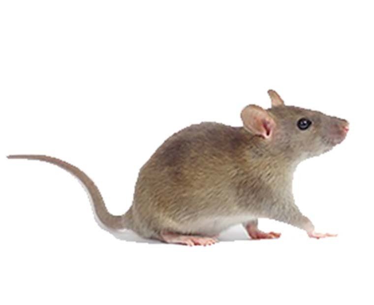 Mouse Control