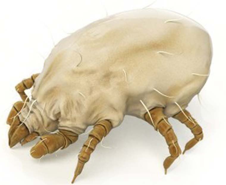 Mite Control