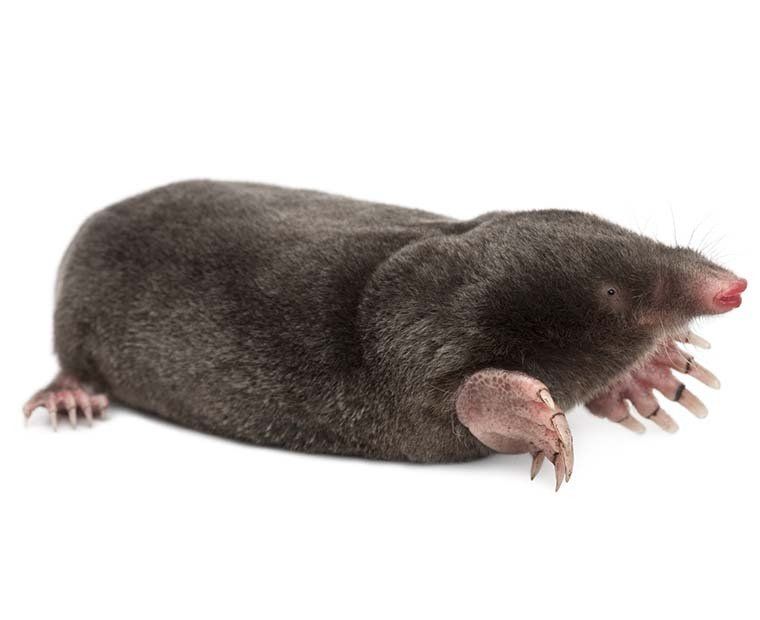 Mole control