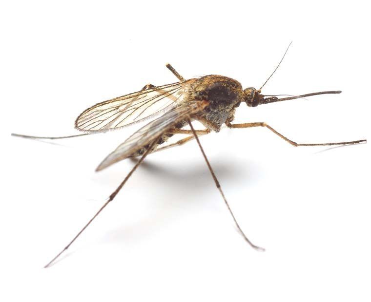 Mosquito Control