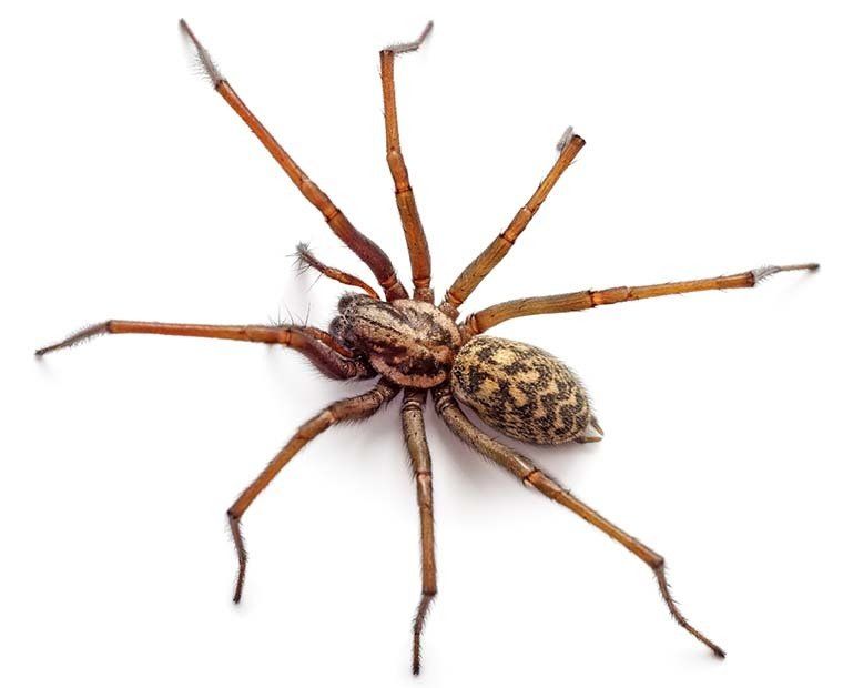 Spider Control