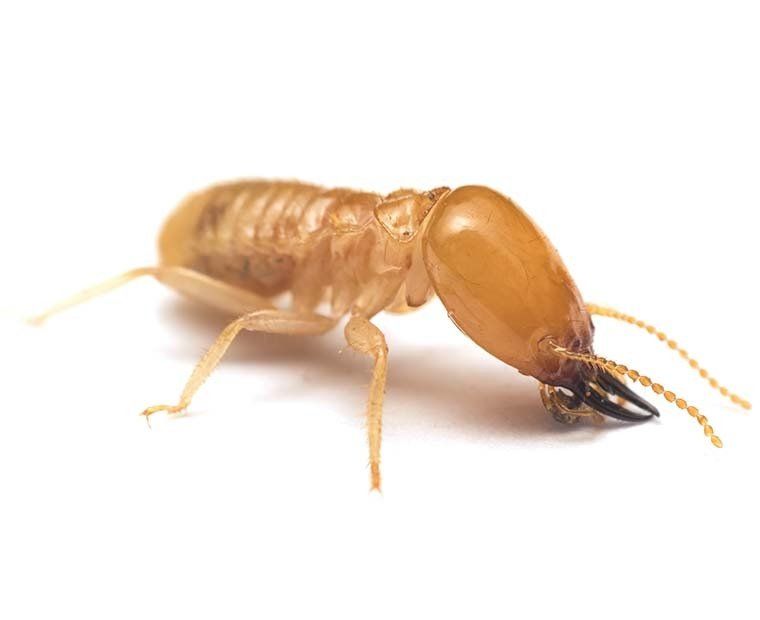 Termite Control